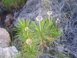 Euryops serra